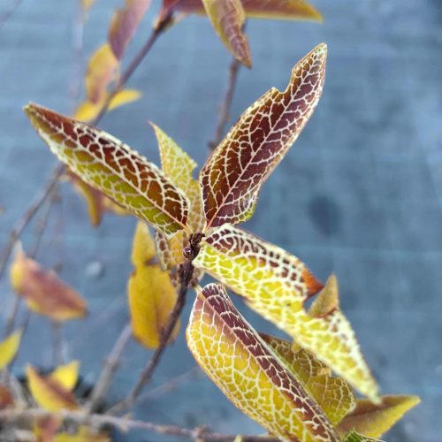 Forsythia viridissima 'Kumson' - Tarkaleveleű aranyvessző 