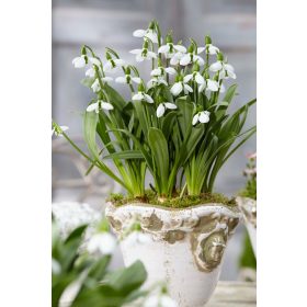 Galanthus nivalis "Beluga" - Hóvirág