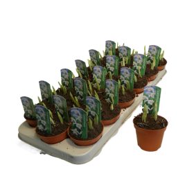 Galanthus nivalis - Hóvirág