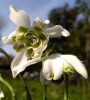 Galanthus nivalis - Hóvirág