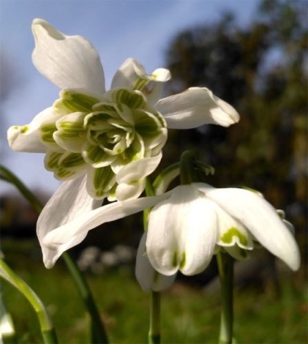 Galanthus nivalis - Hóvirág