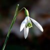 Galanthus nivalis - Hóvirág