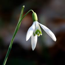 Galanthus nivalis - Hóvirág