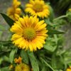 Gaillardia - Kokárdavirág