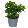 Gardenia Jasminoides - Gardénia
