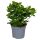 Gardenia Jasminoides - Gardénia