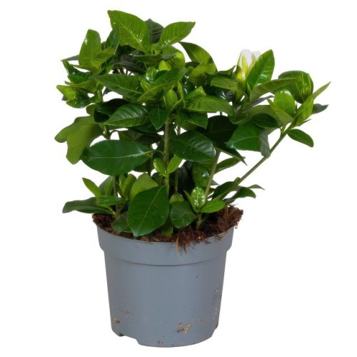 Gardenia Jasminoides - Gardénia