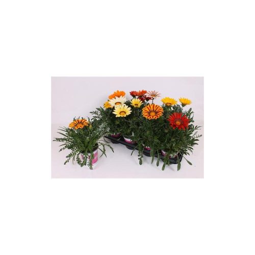 Gazania rigens "Big Kiss" mixed - Záporvirág