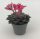 Graptopetalum bellum 