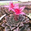 Graptopetalum bellum 
