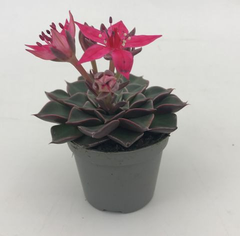 Graptopetalum bellum 