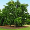 Ginkgo biloba  - Páfrányfenyő (törzses)