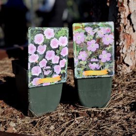 Geranium mix - Gólyaorr mix