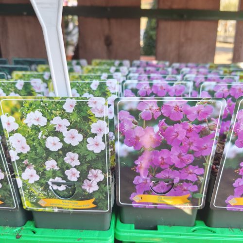 Geranium mix - Gólyaorr mix