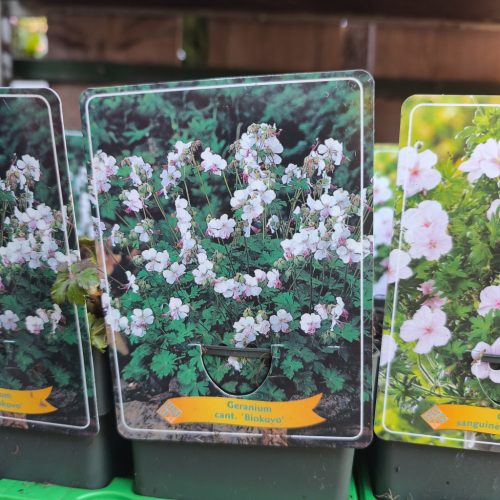 Geranium mix - Gólyaorr mix