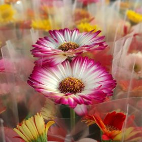 Gerbera Mix 