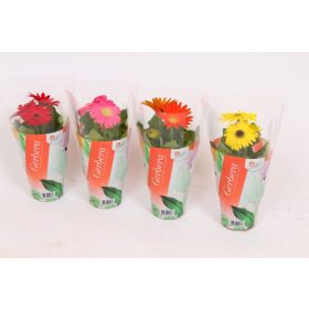 Gerbera 'Colourgame' Mix 