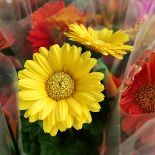 Gerbera Mix 