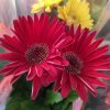 Gerbera Mix 