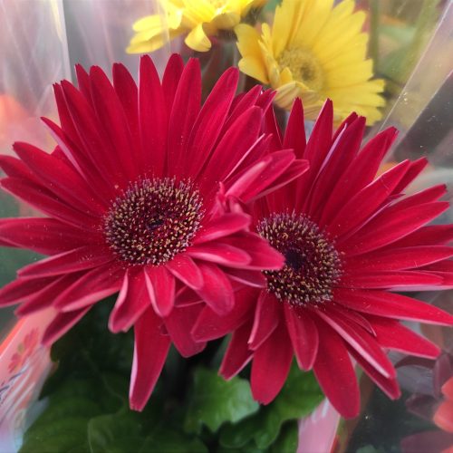 Gerbera Mix 