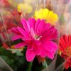 Gerbera Mix 