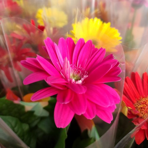 Gerbera Mix 