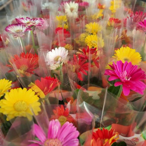 Gerbera Mix 