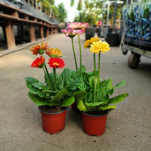 Gerbera Mix 