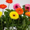 Gerbera Colourgame gemengd 'Open air' - Gerbera