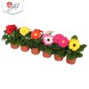 Gerbera Colourgame gemengd 'Open air' - Gerbera