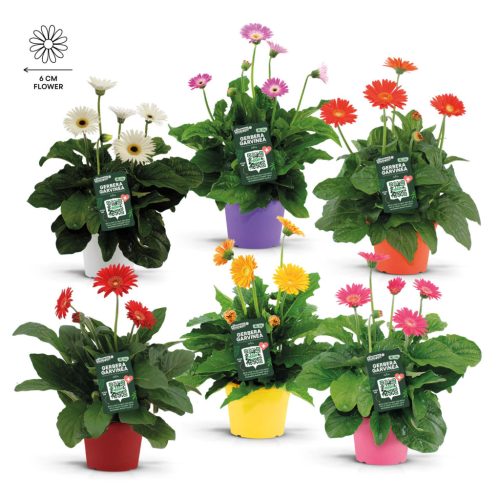 Gerbera Garvinea mix - Gerbera