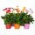 Gerbera Garvinea mix - Gerbera