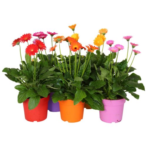 Gerbera Garvinea mix - Gerbera