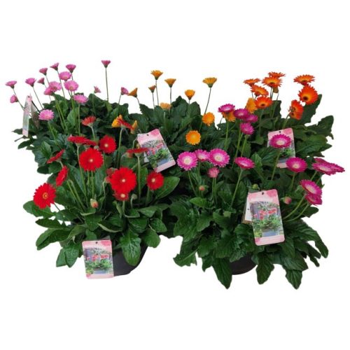 Gerbera Garvinea mix - Gerbera