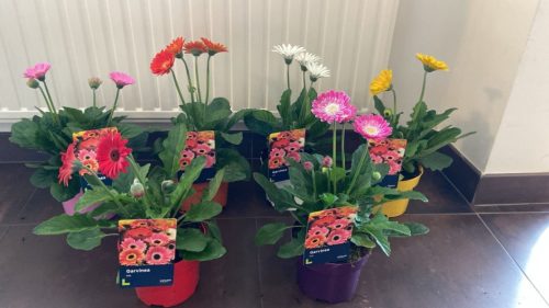 Gerbera Garvinea mix - Gerbera