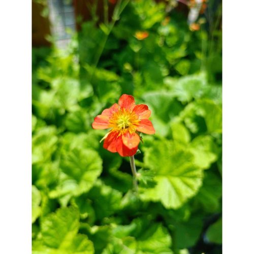 Geum - Gyömbérgyökér