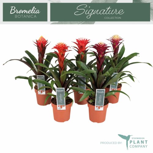 Guzmania 'Fortuna mix' - Guzmán - Bromélia