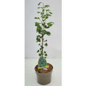 Ginkgo biloba - Páfrányfenyő