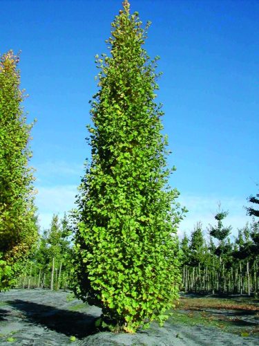 Ginkgo biloba 'Fastigiata' – Oszlopos páfrányfenyő