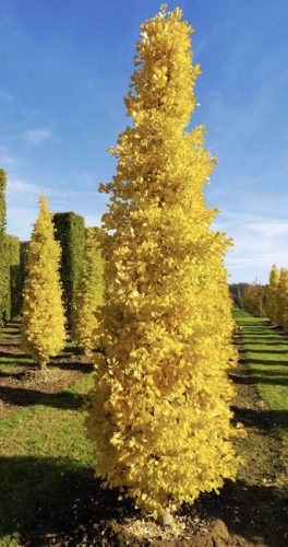 Ginkgo biloba 'Fastigiata' – Oszlopos páfrányfenyő
