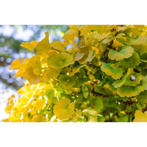 Ginkgo biloba 'Mariken' - Törzses Törpe Páfrányfenyő