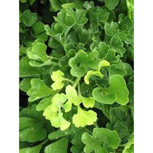 Ginkgo biloba 'Mariken' - Törzses Törpe Páfrányfenyő