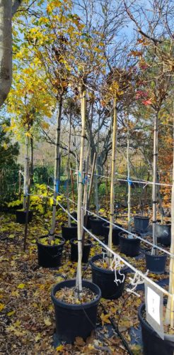 Ginkgo biloba 'Mariken' - Törzses Törpe Páfrányfenyő