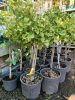 Ginkgo biloba 'Mariken' - Törzses Törpe Páfrányfenyő