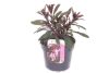 Gaura lindheimeri 'Gaudi Pink' – Évelő díszgyertya