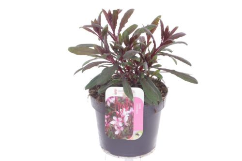 Gaura lindheimeri 'Gaudi Pink' – Évelő díszgyertya