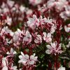 Gaura lindheimeri 'Gaudi Pink' – Évelő díszgyertya