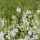 Gaura lindheimeri 'Snowbird' - Díszgyertya