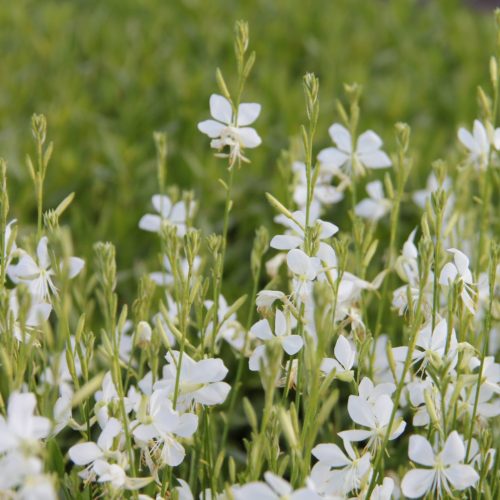 Gaura lindheimeri 'Snowbird' - Díszgyertya