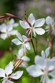 Gaura lindheimeri 'Whirling Butterflies' - Díszgyertya